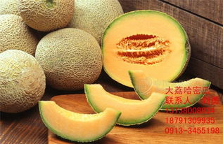 哈密瓜批發(fā)價(jià)格與廠家圖片 食品招商網(wǎng)與汽車配件的跨界啟示